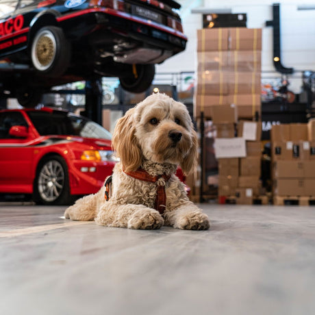 Tershine Furrify - Pet Shampoo, djurschampo, 500 ml