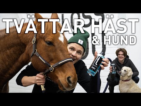 Tershine Furrify - Pet Shampoo, djurschampo, 500 ml